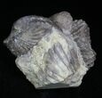 Pair Of Fossil Brachiopods (Platystrophia) - Indiana #25999-3